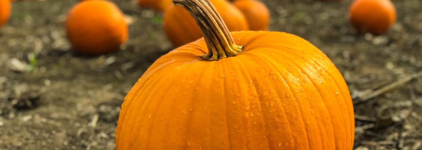Leftover Pumpkin/Squash After Halloween? Bariatric-friendly ideas and recipes